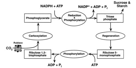 Dark Reactions of Photosynthesis