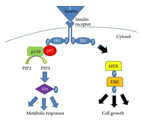 Insulin or insulin-like growth factor 1 (IGF-1) binds to its receptor ...