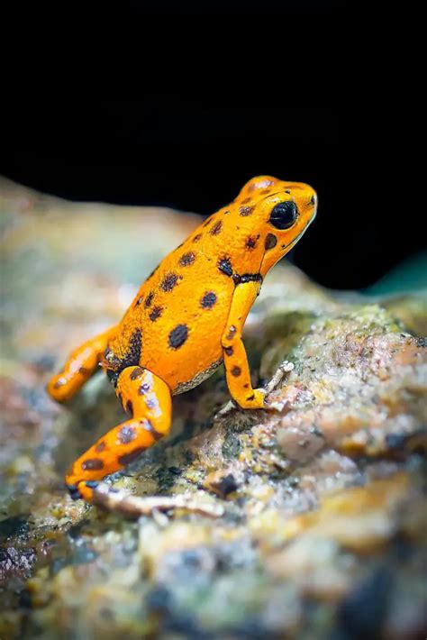 24 Interesting Facts about Poison Dart Frogs - FactsKing.com