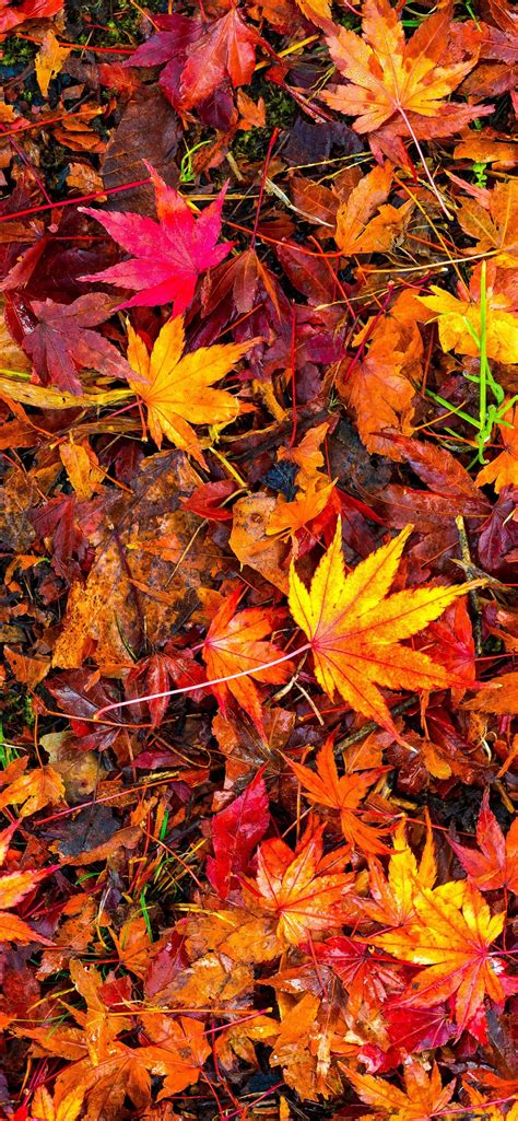 Iphone Wallpaper Many Red Maple Leaves, Ground, Autumn - Fall Leaves ...