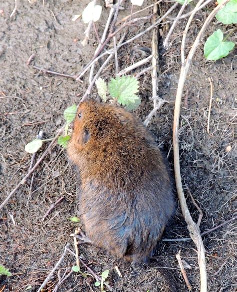 About a Brook: Voles and Amphibians