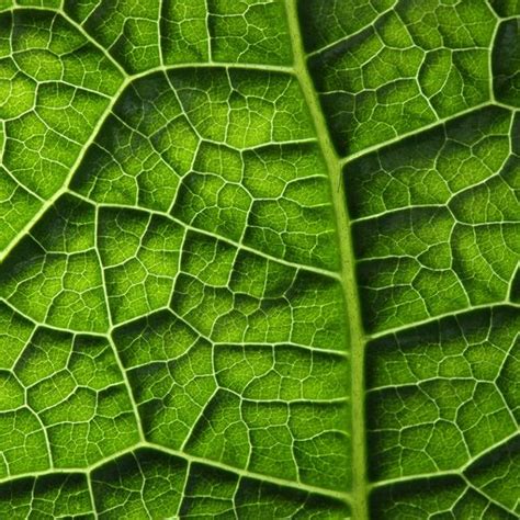 Natural Geometry - Leaf Veins