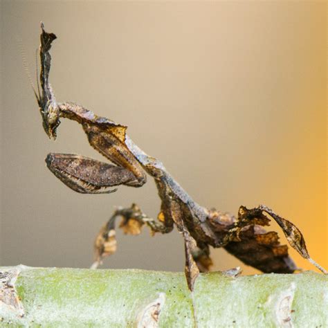 Ghost Mantis | Evolution Reptiles