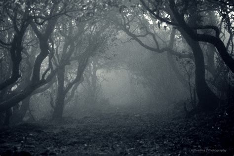 🔥 [50+] Scary Forest Wallpapers | WallpaperSafari