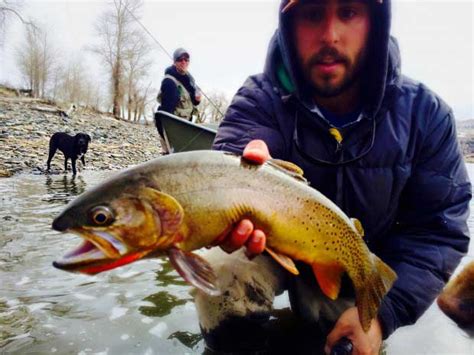 Yellowstone Cutthroat Trout Increasing - Montana Fly Fishing Guides