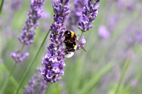 Honey Bee Pollination Lavender - Free photo on Pixabay - Pixabay