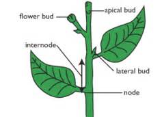 Growth in Stems Flashcards | Quizlet