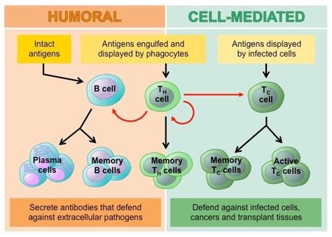 Humoral Vs Cell Mediated Immunity - Boris Graham