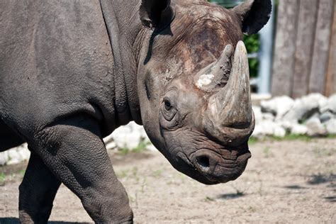 Critically Endangered Black Rhino Celebrates Milestone at Lincoln Park ...