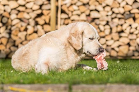 Debunking the Myth: Raw Meat Doesn't Make Dogs Aggressive | LoveToKnow Pets