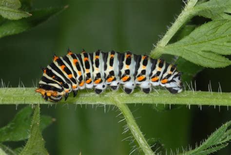 European Lepidoptera and their ecology: Papilio machaon