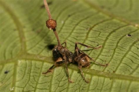 How a Zombie Fungus Takes Over Ants’ Jaws to Deliver a Death Bite ...