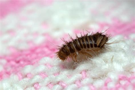 What Causes Carpet Beetles? What Should You Watch Out For? – WhatBugIsThat