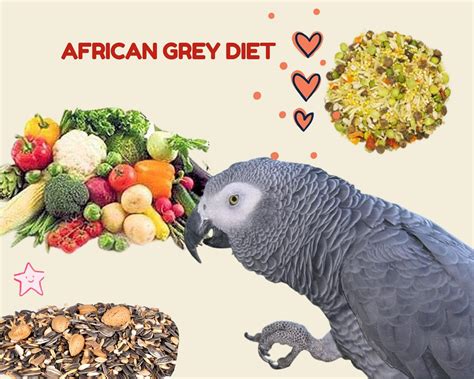 African grey diet - Diet and Foraging Food Capture and Consumption