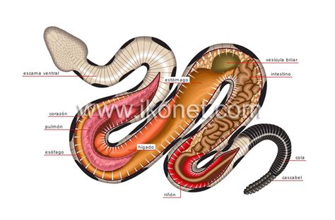 AMIGOS PARA SIEMPRE: ANATOMÍA ANIMAL - MAPAS CONCEPTUALES