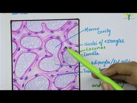 Spongy Bone Diagram