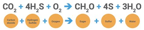 Types of Autotrophic Nutrition - Chemosynthesis and Photosynthesis ...