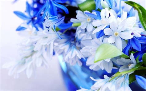 Blue Wallpaper with White Flowers - WallpaperSafari