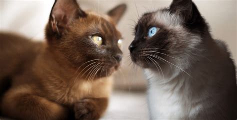 Burmese Cat vs. Siamese Cat: What’s the Difference? - Siamese Of Day