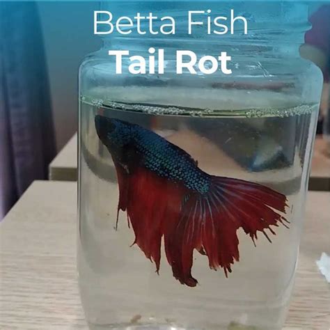 Betta Fish Fin Rot: What Is It, How to Treat, and Prevention Tips in ...