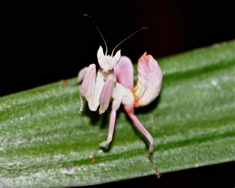 Introducing: The Orchid Mantis - Gallery | eBaum's World