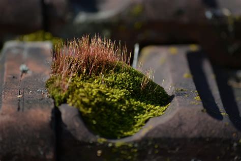 Moss Roof Tile - Free photo on Pixabay