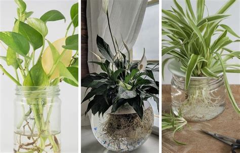 9 Amazing Indoor Plants That Grow In Water