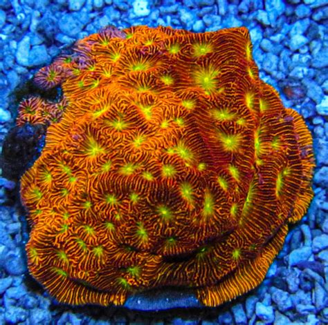 Leptoseris Coral Archives - Ultimate Corals