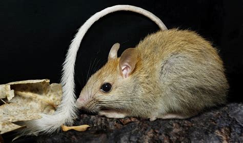 Australia’s golden rat has stolen our hearts - Australian Geographic