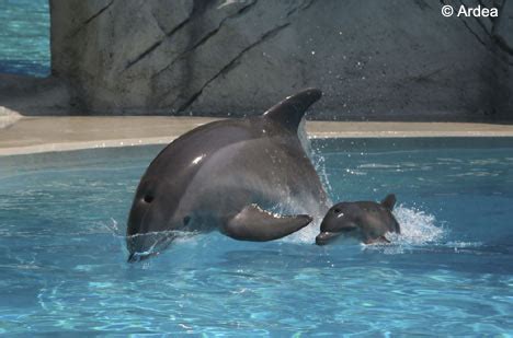 the place worth ur click: Dolphin - giving birth