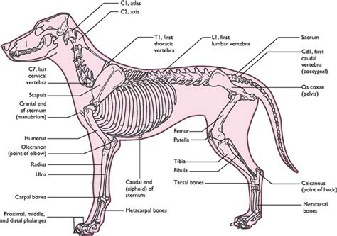 Dog Skeleton Anatomy