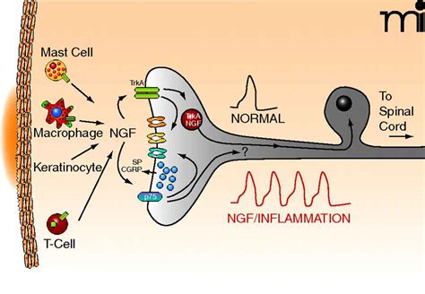 The Best Nerve Growth Factor Supplements and how to Increase NGF