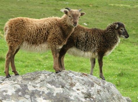 Countryside - Soay Sheep: Hardy, Low-Maintenance, and Eco-Friendly The ...