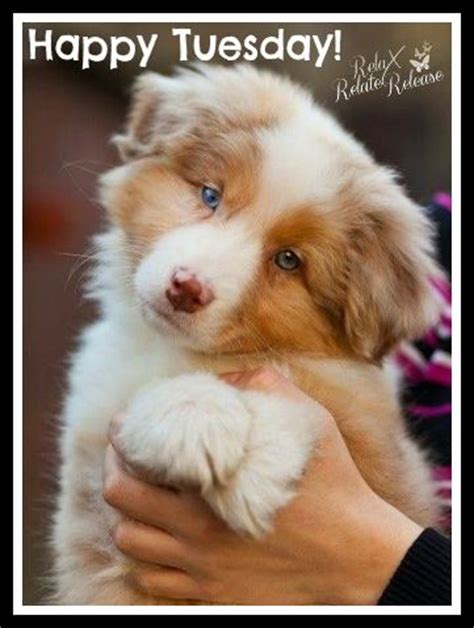 Happy Tuesday! ️ | Wonderful dogs, I love you so much! | Pinterest ...