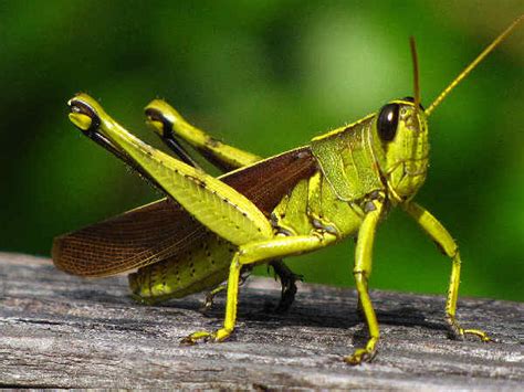 Types of Grasshoppers With Pictures and Information - Green Nature