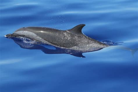 Pantropical Spotted Dolphin | NOAA Fisheries