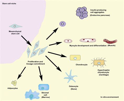 Mesenchymal stem cells: immunobiology and role in immunomodulation and ...