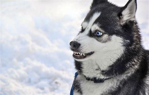 450+ Husky Dog Names: Great Names For Your Snow-Loving Sweetheart!