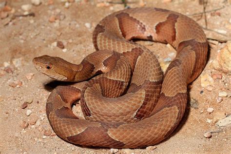 Copperhead Snake Facts and Pictures