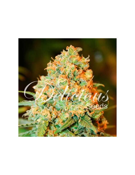 Buy Delicious Seeds Critical Super Silver Haze - Cannabis Seeds