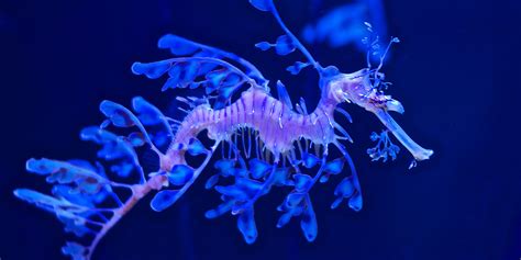 The Leafy Seadragon Is the Most Stunning Fish in the Sea. Argument Over ...