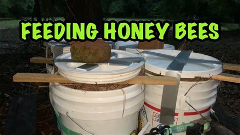 Open FEEDING Honey BEES - YouTube