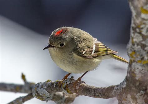 Laura's Birding Blog: Nesting Ruby-crowned Kinglet in My Neighborhood!