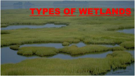 SOLUTION: Wetland types ppt 1 - Studypool