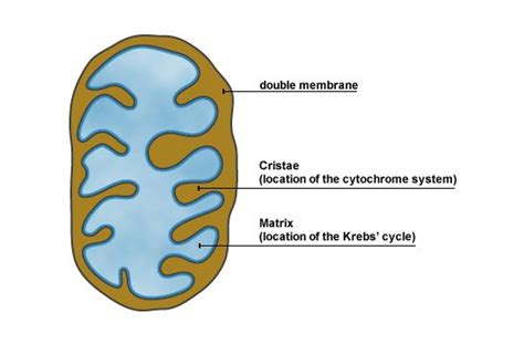 Pin on Biology