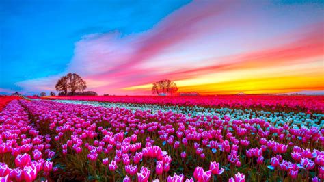 Pink Flowers During Sunset HD Pink Wallpapers | HD Wallpapers | ID #37290