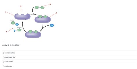 Solved Arrow A is depicting cofactor enzyme enzyme-substrate | Chegg.com