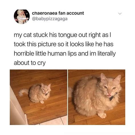 Cute Cat Memes Tumblr