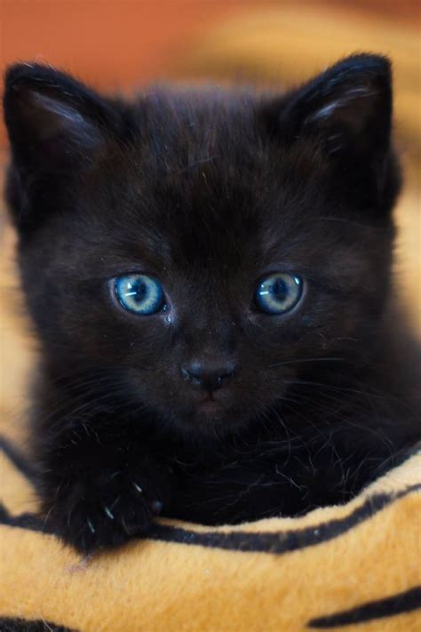 Black Cat With Blue Eyes in 2020 | Baby animals super cute, Cat with ...