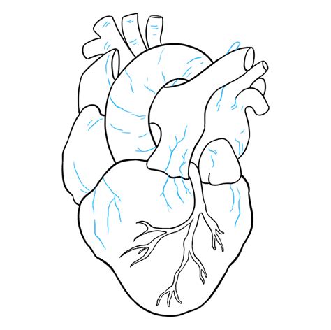 How to Draw a Human Heart